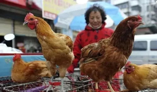 3月起福建 安徽 湖南 山东 重庆这些地方将禁售活禽